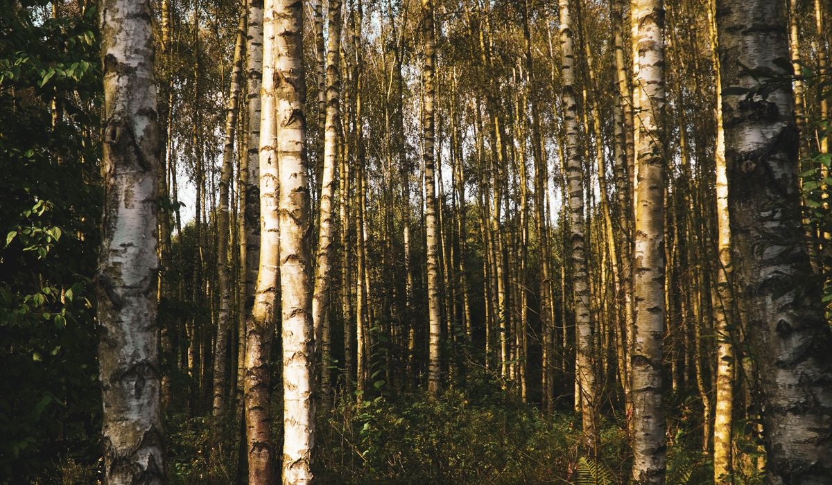 How to Plant a Native Birch Tree