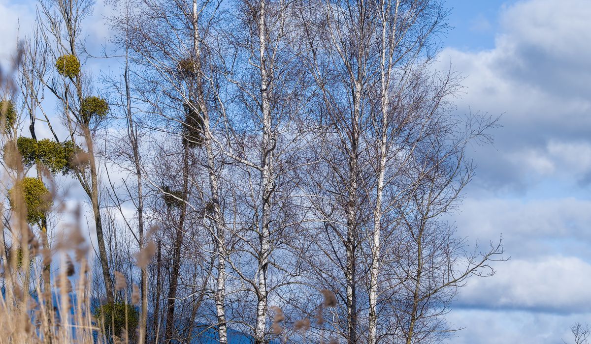 Identifying Common British Trees by Their Leaves
