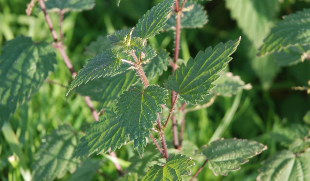 Summer Watering Tips for Young Trees